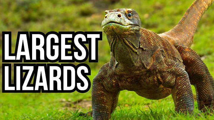 Ranking All Of The 7 Continents By Their Largest Lizard - From Smallest To Largest thumbnail