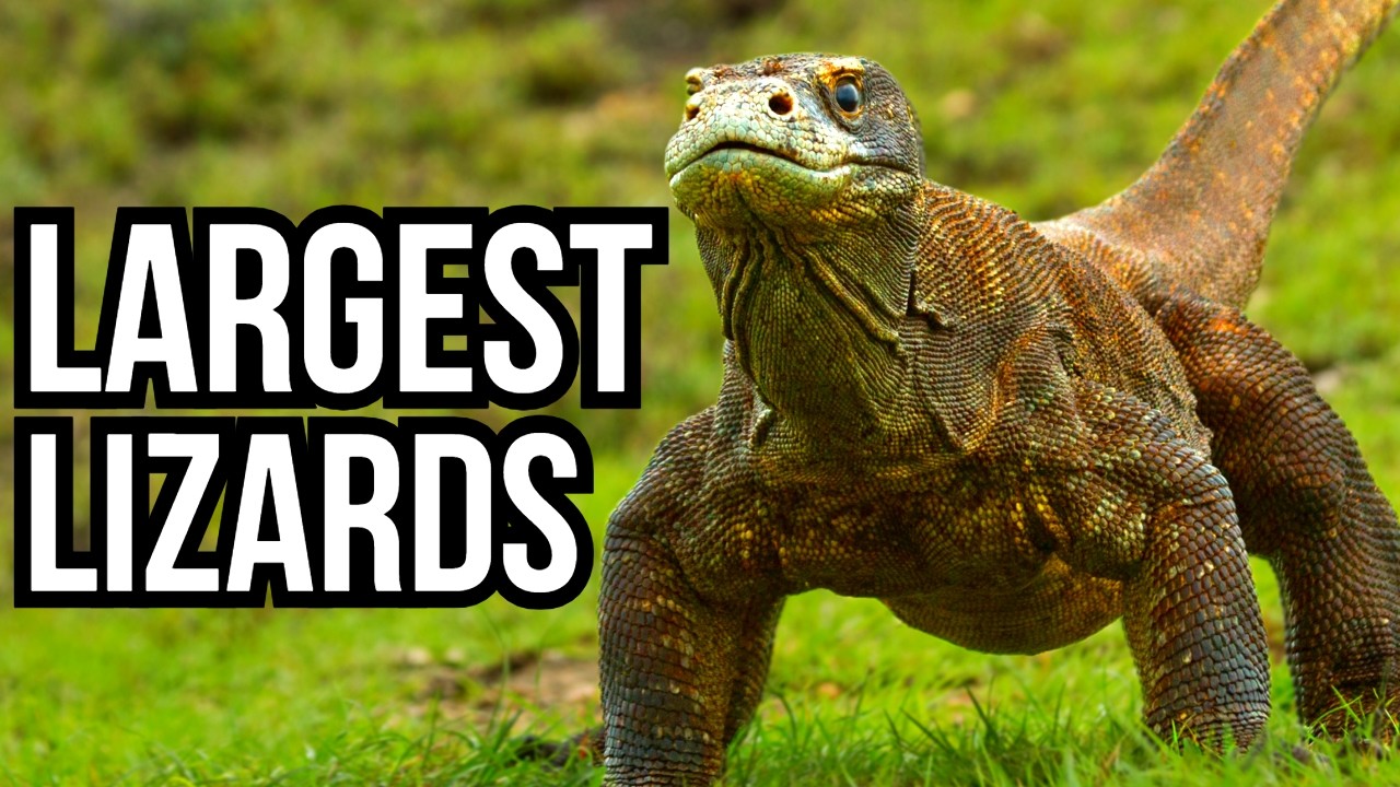 Ranking All Of The 7 Continents By Their Largest Lizard - From Smallest To Largest