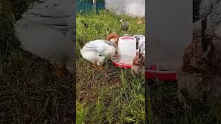 Baby Chicks Eating Food 🐥 So Adorable! #shorts