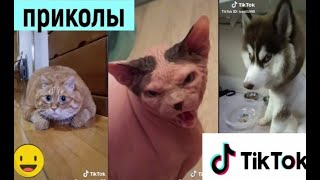 ПРИКОЛЫ В ТИК ТОК 😎 ЧУДИКИ ИЗ ТИК ТОК 😎 Top TikTok 2020 Кошачьи шутки из тик тока #1