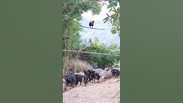 Hlau youtube pub qaib lom zem heev.cho gà ăn uống