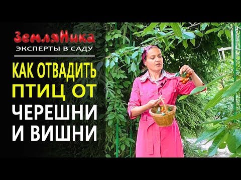 Чтобы Птицы Не Клевали Плоды. Супер Способ. 0