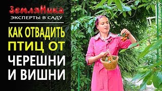 Чтобы птицы не клевали плоды. Супер способ. 0+