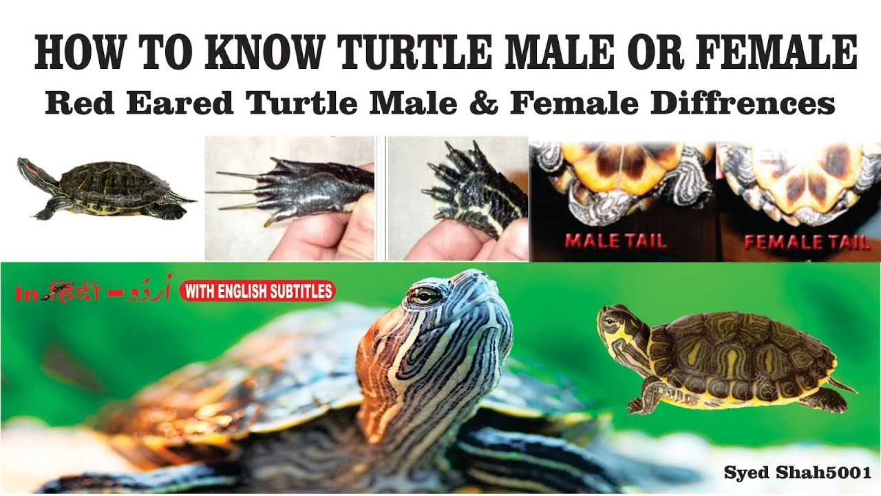 Turtles Male Female Differeces Res Turtle Male Or Female Youtube,Data Entry