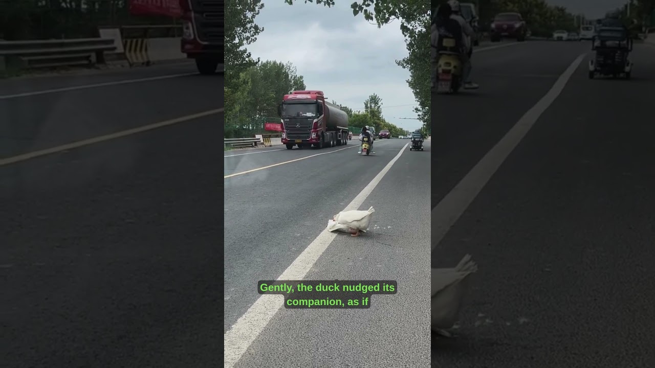 Duck Tries to Wake Friend Hit by Car