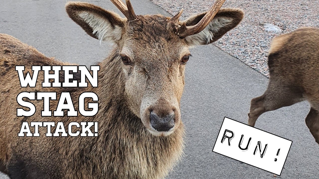 WHEN STAG AND DEER ATTACK!  Munchies