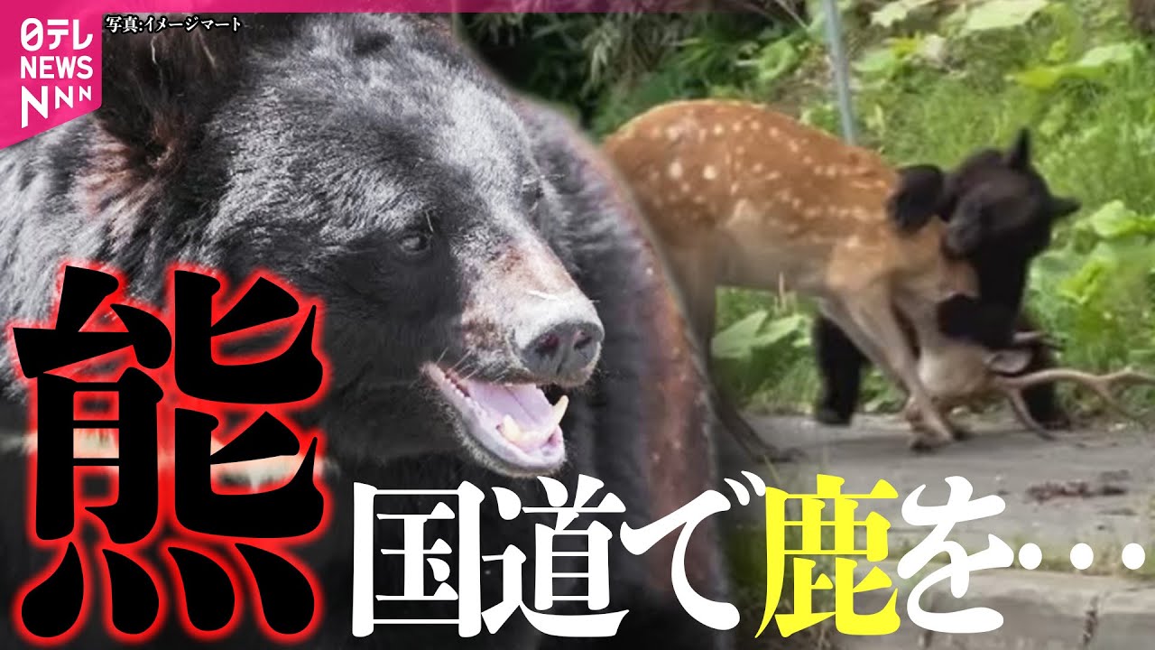 【クマ被害】「もう恐怖」同じ住宅に1日に2度侵入/ゴルフ場に出没…シカ襲う映像も
