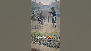 Gurjar Status | Gujjar Song 2023 | New Gujjar status 2023| New Gujjar status | Gurjar status 2023