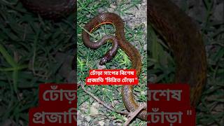 ঢোঁড়া সাপের বিশেষ প্রজাতি। Painted keelback snake। চিত্রিত ঢোঁড়া #snakes #banglanews