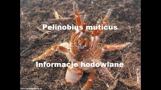 Strydulacja Pelinobius Muticus Informacje O Gatunku - Karmienie - Spidersonline.pl