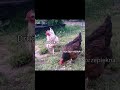 ps. jeszcze są trzy Czekoladka, Wzorka i Perełka, ale nie zdążyłam im jeszcze zrobić zdjęcia. 🐔🐓