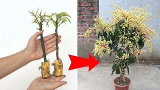 SPECIAL TECHNIQUE for growing mangoes with green bananas stimulates super fast fruit production