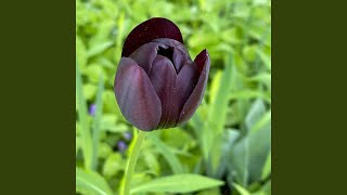 Nociceptive Anticipation