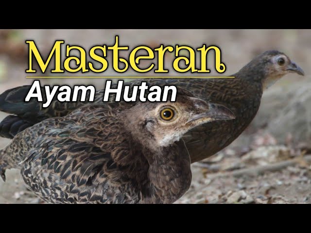 Sangat ampuh pancingan untuk ayam hutan Hijau jantan #ayamhutan  #masteran class=