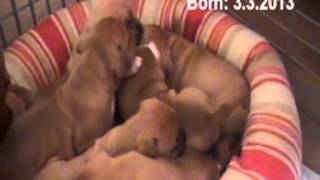 Kennel Moravia Artex