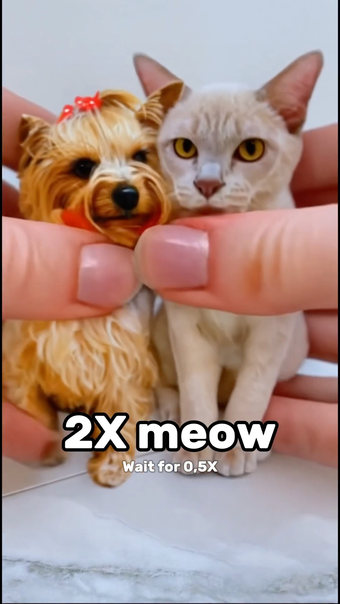 Wait For The Last One Meow #katebrush #shorts #viral
