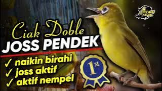 Download lagu Doble Ciak Kecial Kuning JOSS PENDEK Ampuh Naikin BIRAHI Bikin AKTIF NEMPEL‼️| PEPADU KECIAL