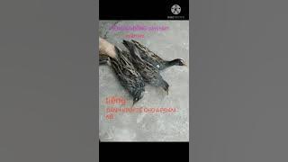 tiếng gà đồng cúm núm hủy diệt cho ae cùng cảnh đam mê