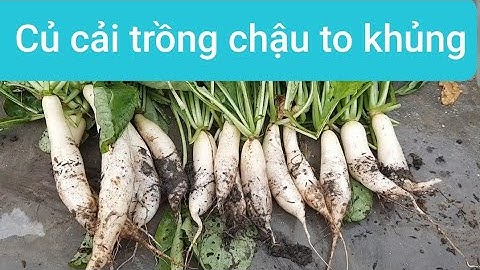 Thu Hoạch Củ Cải Trắng,Cu Cai Trang,Trồng Rau Sạch Tại Nhà,Trồng Rau Sân thượng