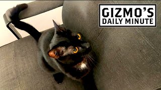 Gizmo Playing... Or Fighting??