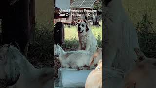 Great Pyrenees Pregnant