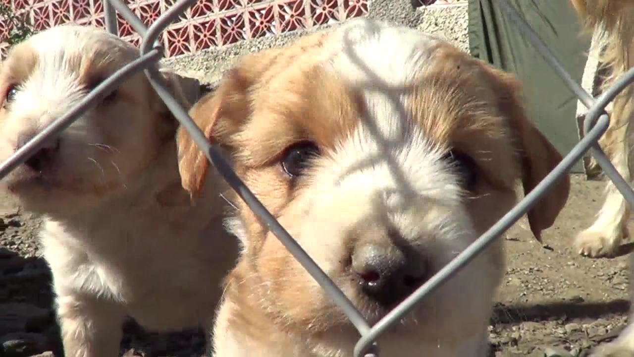 Puppy Rescue 5 YouTube