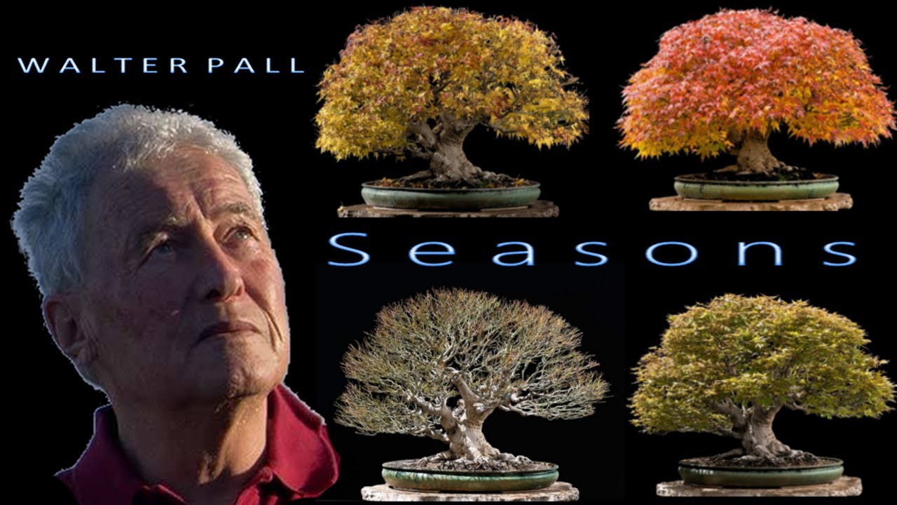 Seasons by Walter Pall  - (Walter Pall's Bonsai collection)