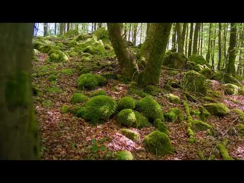 Ансамбль Воскресение 