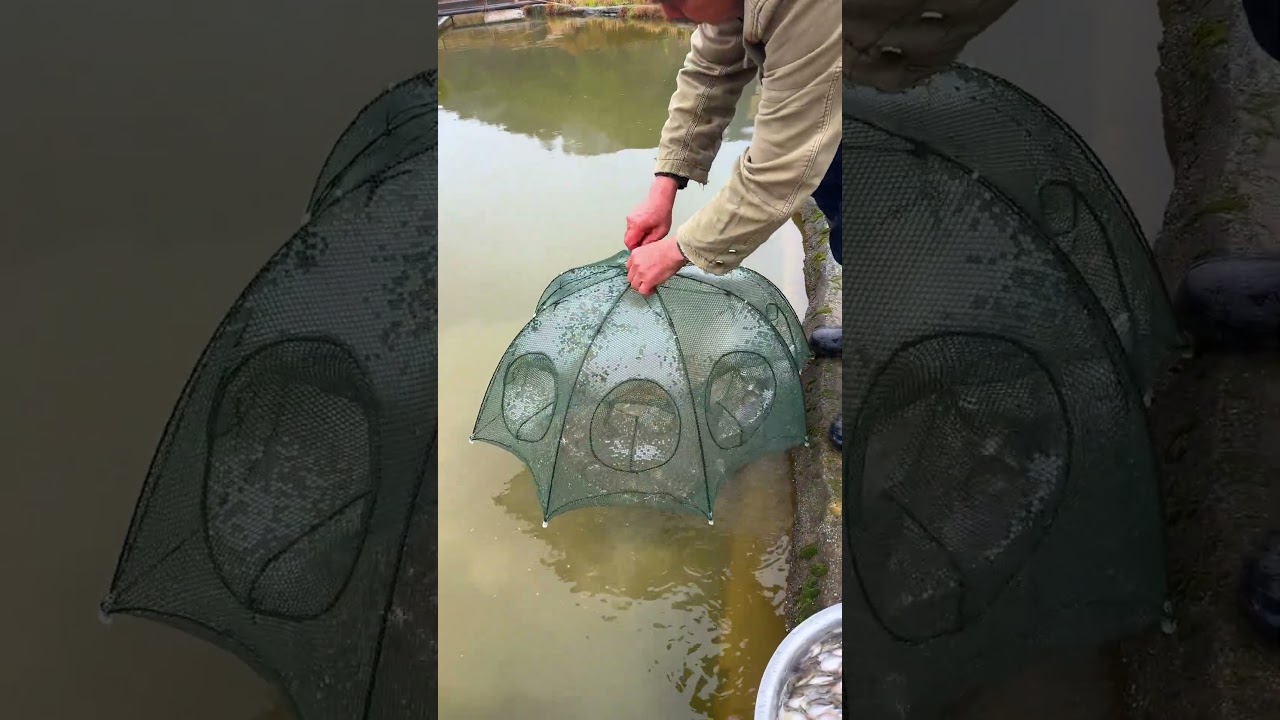 Fishing Rod | Fishing Videos | Fishing Trout | Fishing in River | Fishing in Japan 