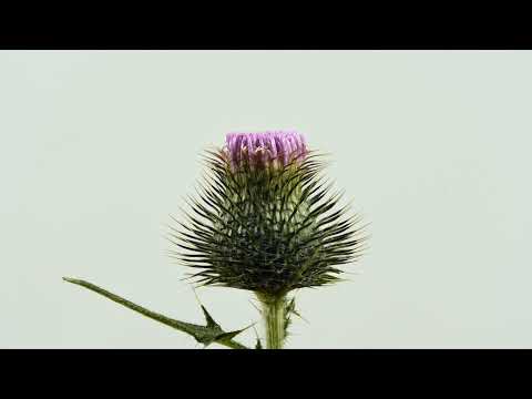 Video: Scotch Thistle Տեղեկություն. Ինչպես վերահսկել Scotch Thistle-ը սիզամարգերում և այգիներում