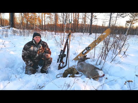 Видео: ОХОТА НА СИБИРСКУЮ КОСУЛЮ С ПОДХОДА.