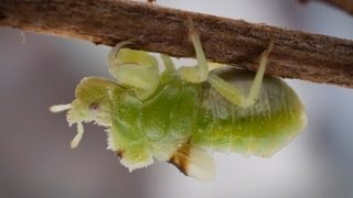 Ambush Bug - cute subadult nymph