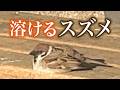 徐々にとろけていくスズメ【Melty sparrow】