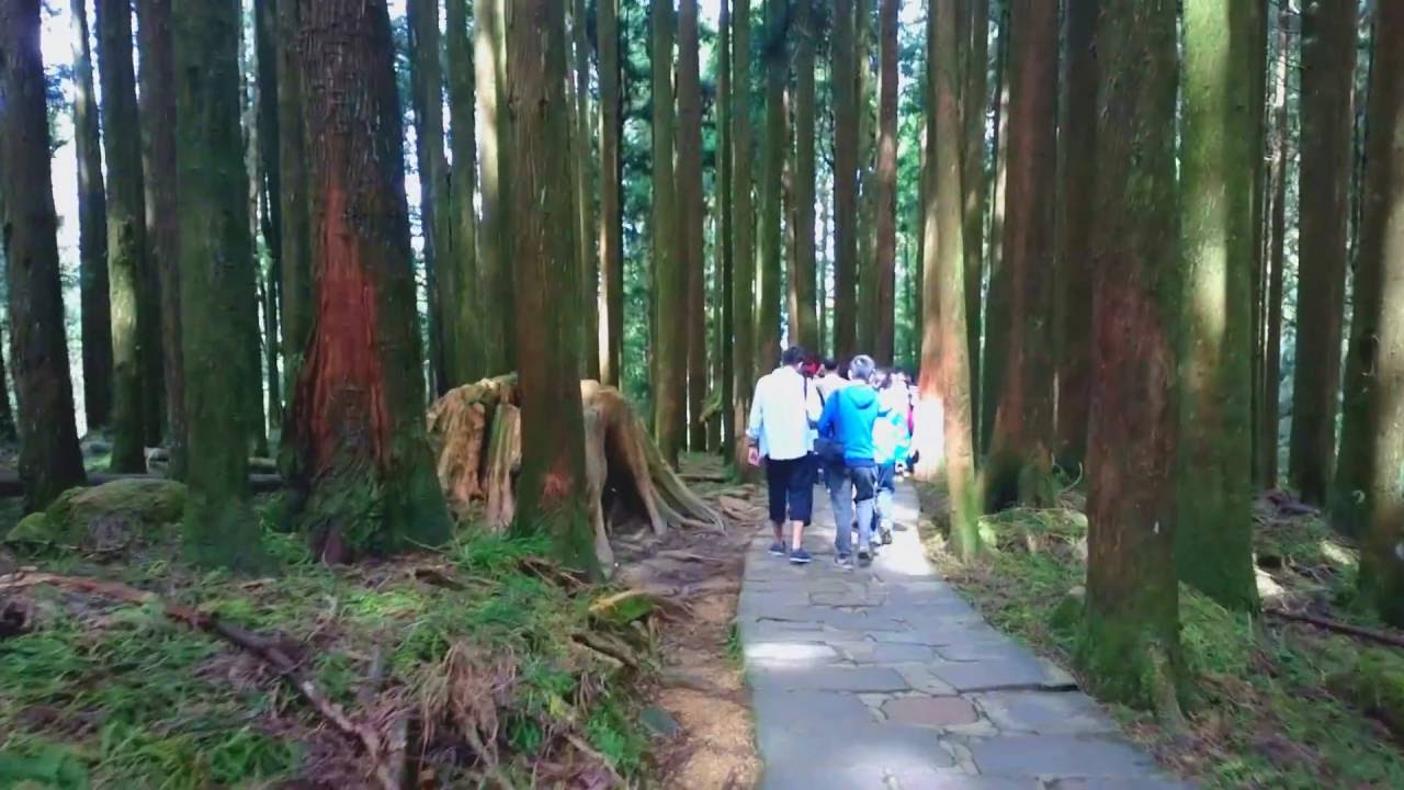 阿里山红桧林ali Mountain Youtube