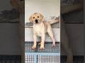 口をワイヤーで縛られた犬を発見… 救助隊が彼を救うまでの感動の記録🥺#保護犬#動物救助#感動の絆