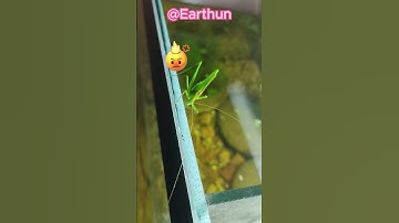 Disturbing Mr. grasshopper | ঘাসফড়িং #shorts #short #ytshorts #youtubeshorts