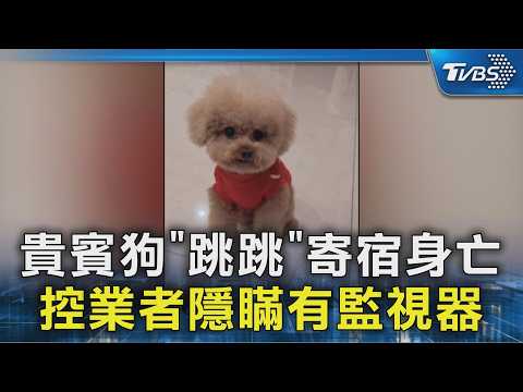#獨家 貴賓狗「跳跳」寄宿身亡 控業者隱瞞有監視器｜TVBS新聞 @TVBSNEWS02