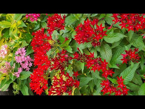 Vídeo: Informações sobre jardinagem subtropical: aprenda sobre plantas que crescem nos subtrópicos