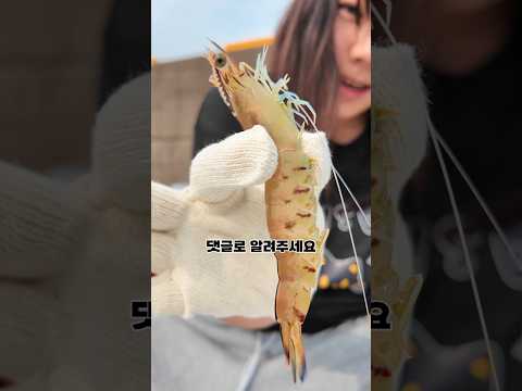 귀여운 새우 잡아서 새우회 먹기!!🦐🦐🦐🦐 thumbnail