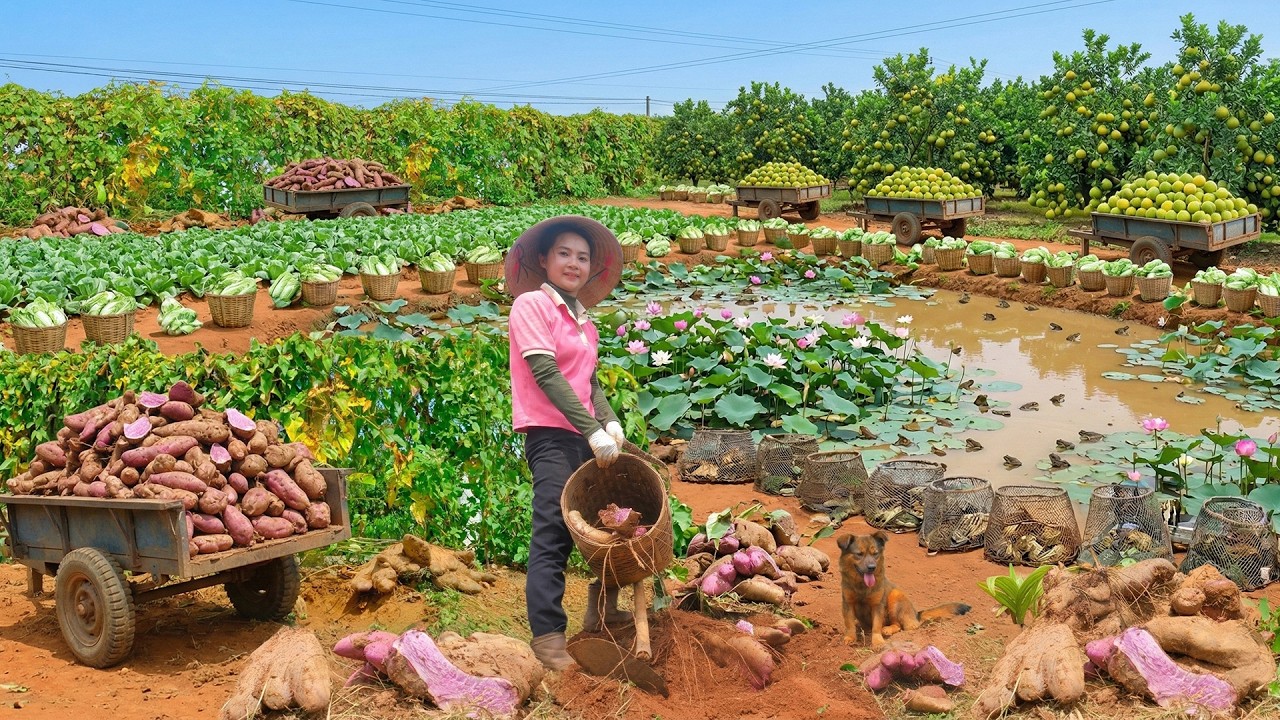 Relax With Harvest: Purple Yam, Napa Cabbage, Pomelo, Eggplant, Yardlong Beans, Herbs, Bananas...