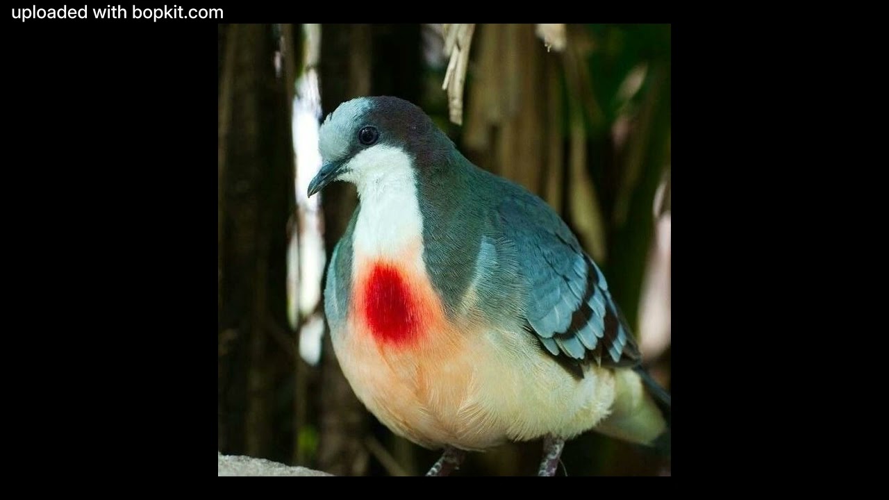 (FREE) Dreamplugg type beat "Crochet"