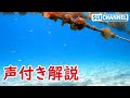 砂地で海藻育てたら魚が多い海に海藻が必要な理由がよくわかった！【声付き解説】