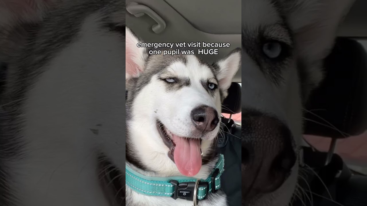 Raising huskies is NOT for the weak 