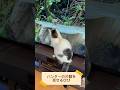 びびは優秀なハンターです。その片鱗を見せるびび! #びびちょぱ #cats #ネコ