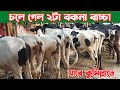 কোয়ালিটি সম্পূর্ণ ২টা হলস্টেইন ফ্রিজিয়ান বকনা বাচ্চা চলে গেল কুমিল্লা