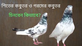 শিতের কবুতর ও গরমের কবুতর চিনবেন কিভাবে?Pigeon Tips.