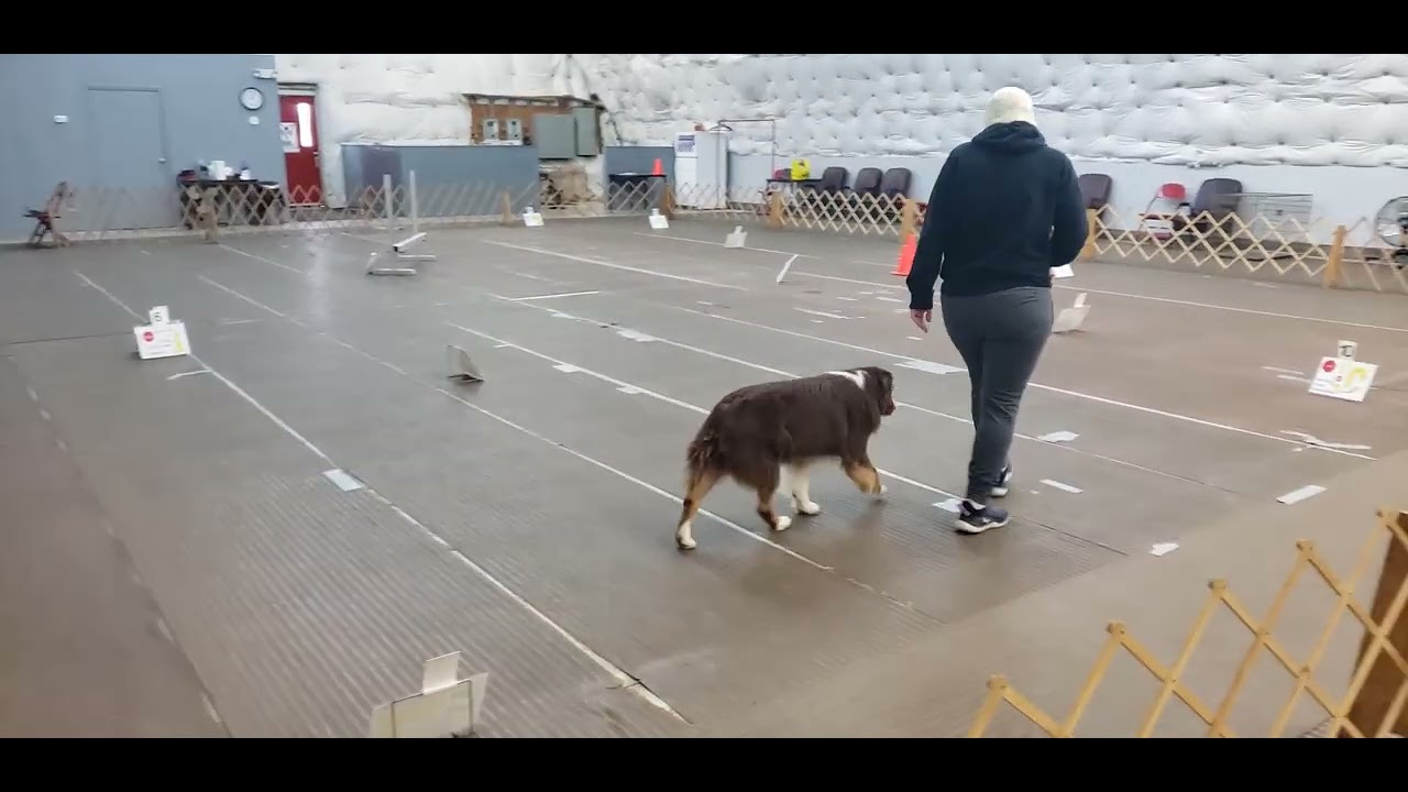 AKC Virtual Advanced Rally Course 3/Ozzy - YouTube