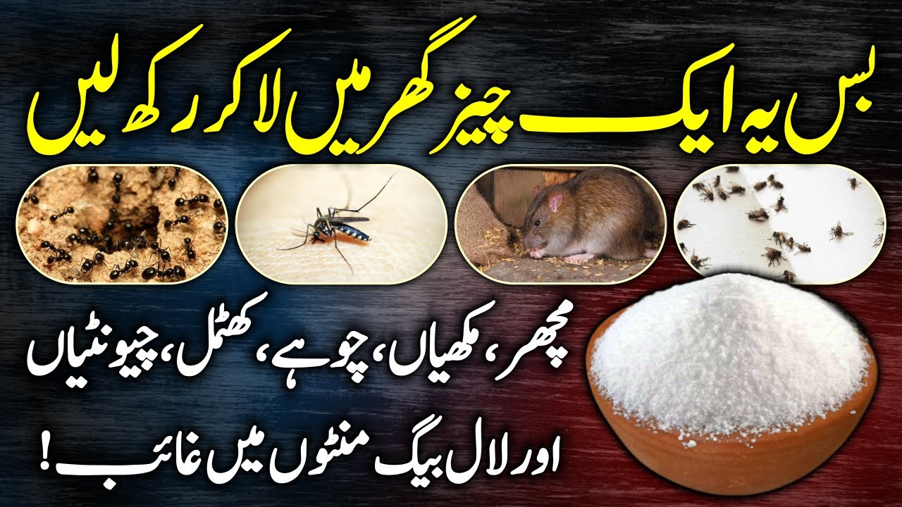 How To Get Rid Of All Insects At Home Urdu Hindi - Ants, Mosquitos, Flies, Rats And Cockroach's