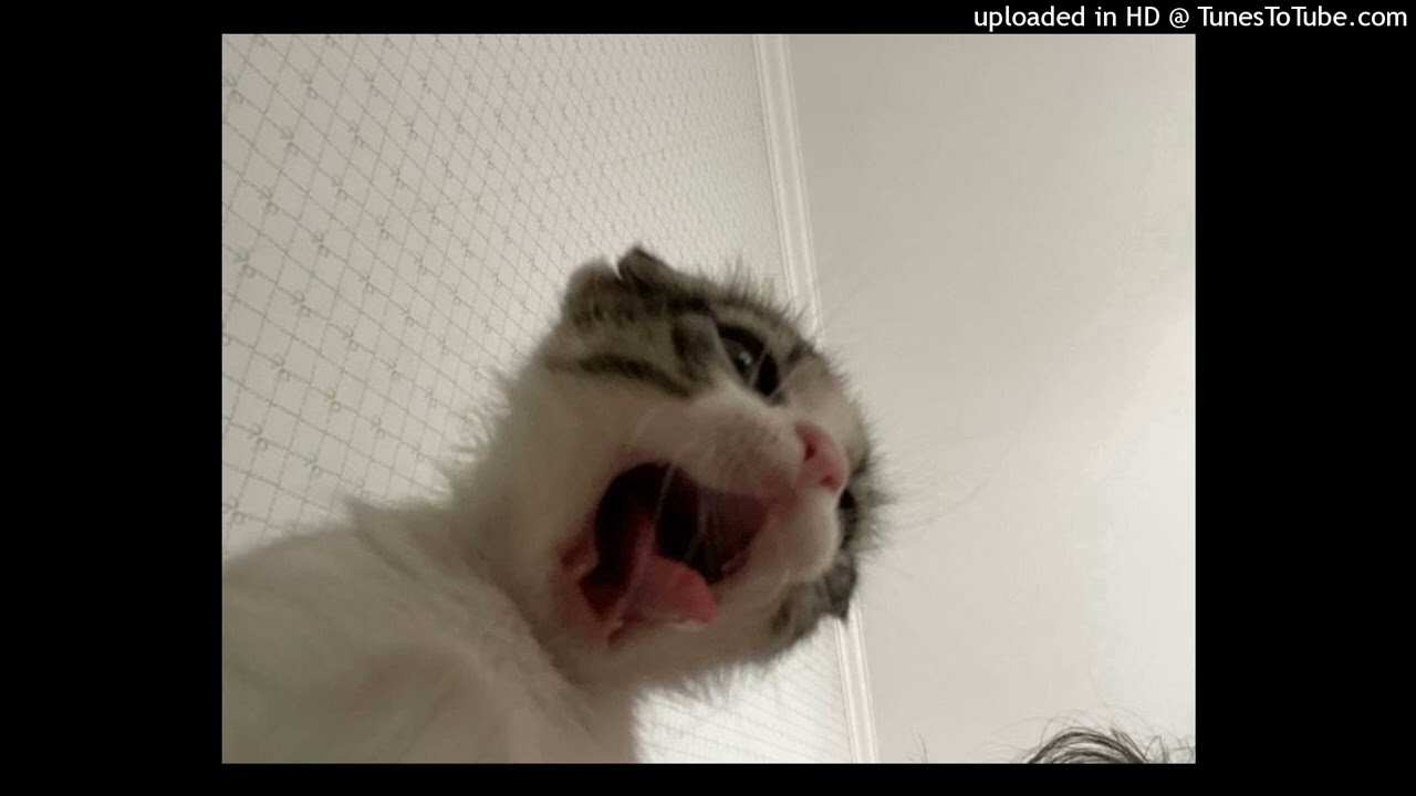 molly drip - не услышишь пульс (speed up)