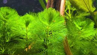Corydoras Eques Week 26